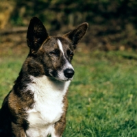 Picture of cardigan corgi head and shoulders shot