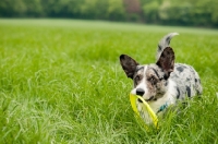 Picture of Cardigan Corgi in field with ring