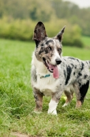 Picture of Cardigan Corgi in field