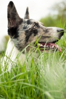 Picture of Cardigan Corgi in grass