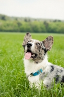 Picture of Cardigan Corgi in grass