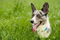 Picture of Cardigan Corgi in long grass
