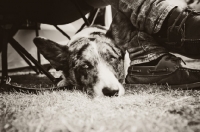 Picture of Cardigan Corgi lying down