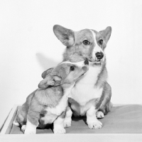 Picture of cardigan corgi puppy wanting to kiss its daddy, ch pim of critum