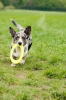 Picture of Cardigan Corgi retrieving ring