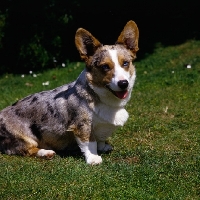 Picture of cardigan corgi sitting on grass