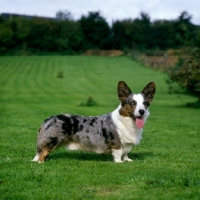 Picture of cardigan corgi standing on grass