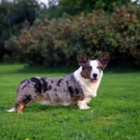 Picture of cardigan corgi standing on grass