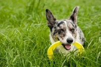 Picture of Cardigan Corgi with yellow ring