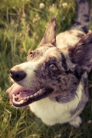 Picture of Cardigan Corgi