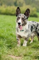 Picture of Cardigan Corgi