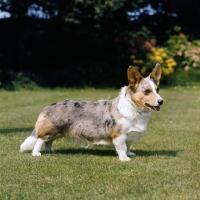 Picture of cardigan welsh corgi, full body shot