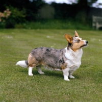 Picture of cardigan welsh corgi side view, on grass