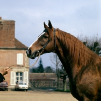 Picture of carmarthen, french thoroughbred at haras du pin