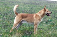 Picture of Carolina Dog side view