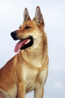 Picture of Carolina Dog