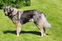 Picture of carpatin - romanian herder, World Champion 2010 