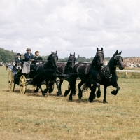 Picture of carriage driving at Hague show, four in hand, Friesians