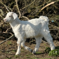 Picture of cashmere goat kid