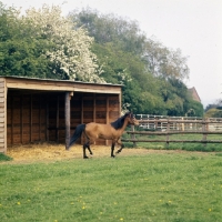 Picture of Caspian Pony at hopstone stud trotting