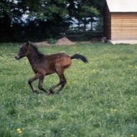 Picture of Caspian Pony foal cantering