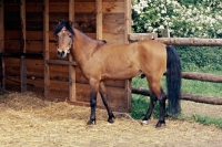 Picture of Caspian Pony full body 