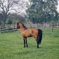 Picture of Caspian Pony full body 