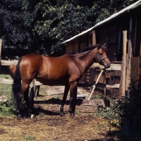Picture of Caspian Pony full body