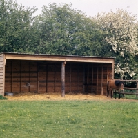 Picture of Caspian Pony in field shelter