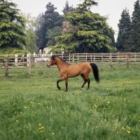 Picture of Caspian Pony, Moroun in field