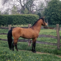 Picture of caspian Pony, Moroun looking over fence