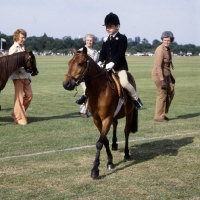 Picture of Caspian Pony ridden by a boy at a show