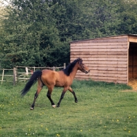 Picture of Caspian Pony trotting full body