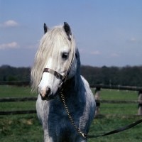 Picture of castle grey cloud, mountain pony sec a,