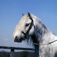Picture of castle grey cloud, welsh mountain pony sec a, 