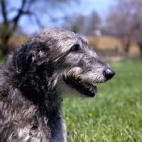 Picture of castlekeeper clancy malone,   portrait of an irish wolfhound