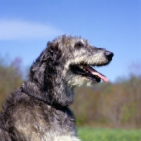 Picture of castlekeeper clancy malone,  head shoulders of irish wolfhound