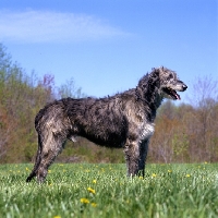 Picture of castlekeeper clancy malone irish wolfhound in usa