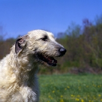 Picture of castlekeeper connor malone portrait of fawn irish wolfhound