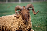 Picture of castlemilk moorit sheep  at cotswold farm park