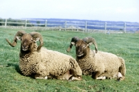 Picture of castlemilk moorit sheep at cotswold farm park