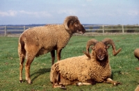 Picture of castlemilk moorit sheep at cotswold farm park
