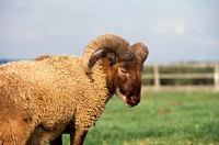 Picture of castlemilk moorit sheep at cotswold farm park