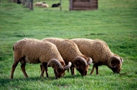 Picture of castlemilk moorit sheep grazing at cotswold farm park