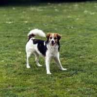 Picture of castor vom dieke, kromfohrlander on grass