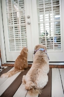 Picture of cat and dog looking out door together