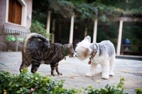 Picture of cat and dog smelling each other