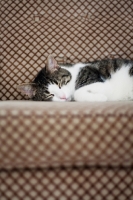 Picture of cat asleep on couch