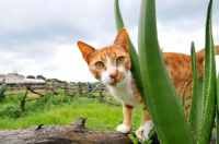 Picture of cat behind aloe vera