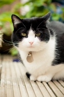 Picture of cat crouching on wooden floor